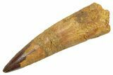 Fossil Spinosaurus Tooth - Real Dinosaur Tooth #363482-1
